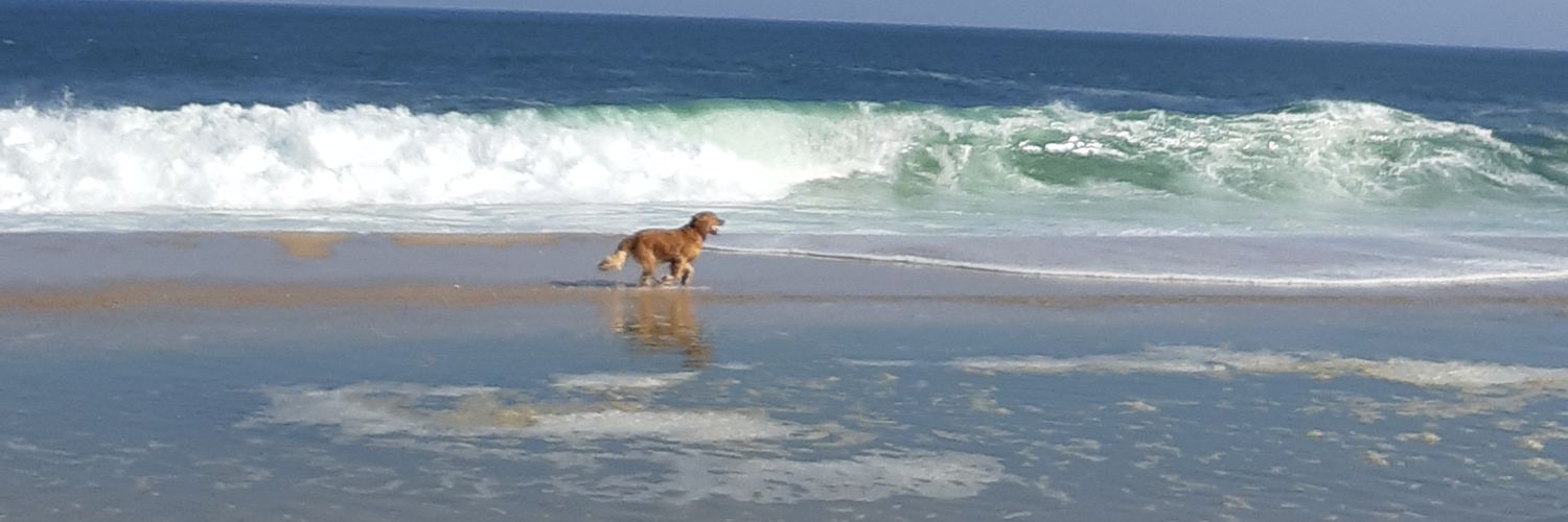 Fernando Machado banner