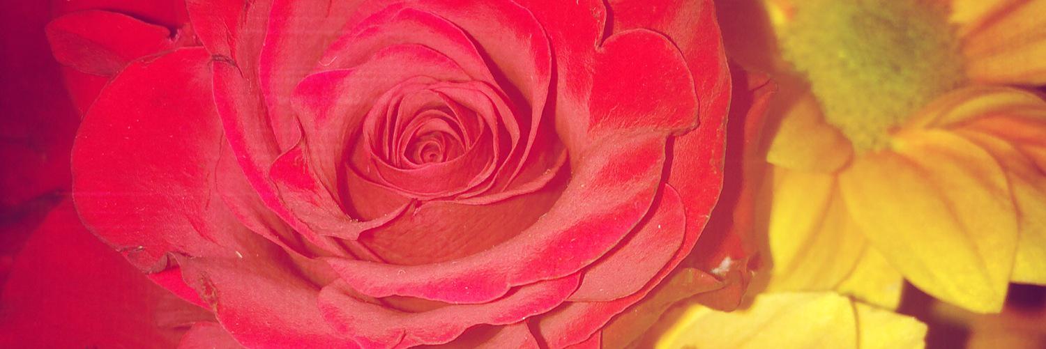 KatRoseJones's profile banner image