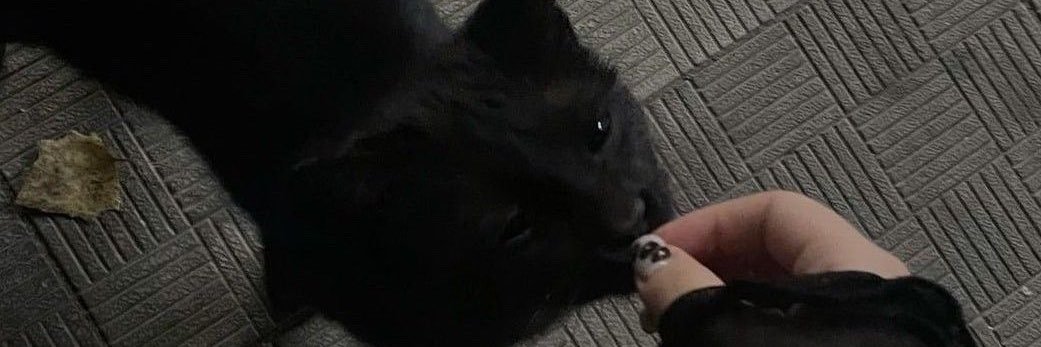 nicole 𝜗ৎ enhypen is 7 banner