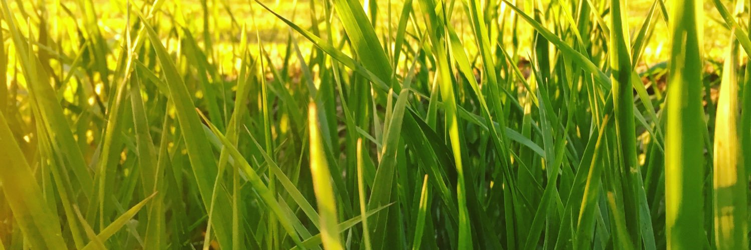 SteneSunnis's profile banner image