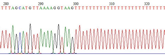 Sandy Richardson banner