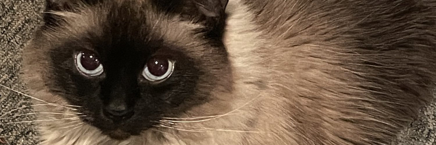 SwiftToad's profile banner image