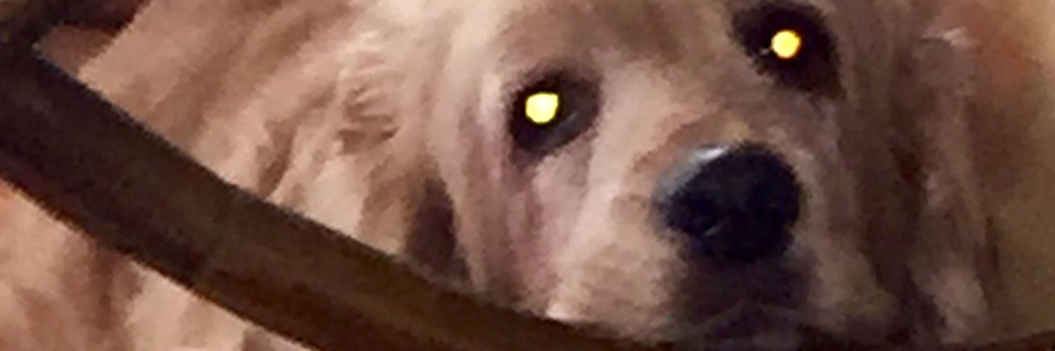catalina_pl's profile banner image