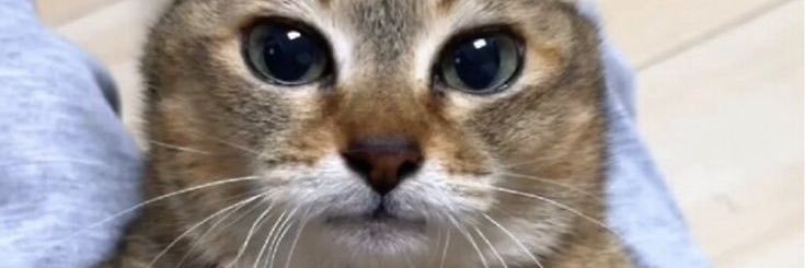 moremeawww's profile banner image