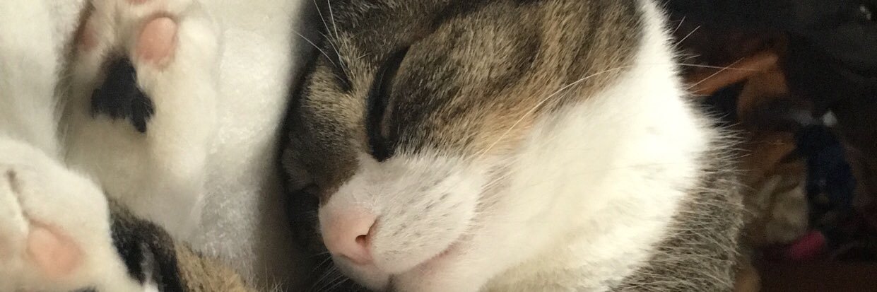 juliaefelix's profile banner image