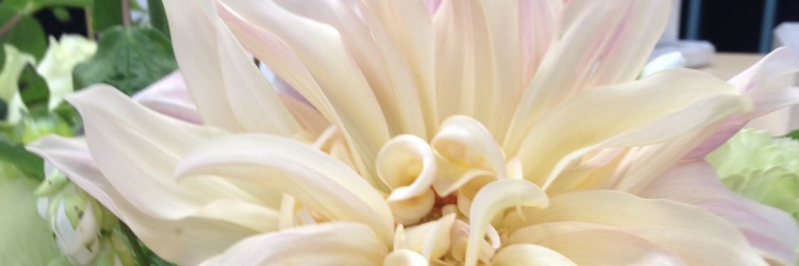 Dr. Erin Dare banner