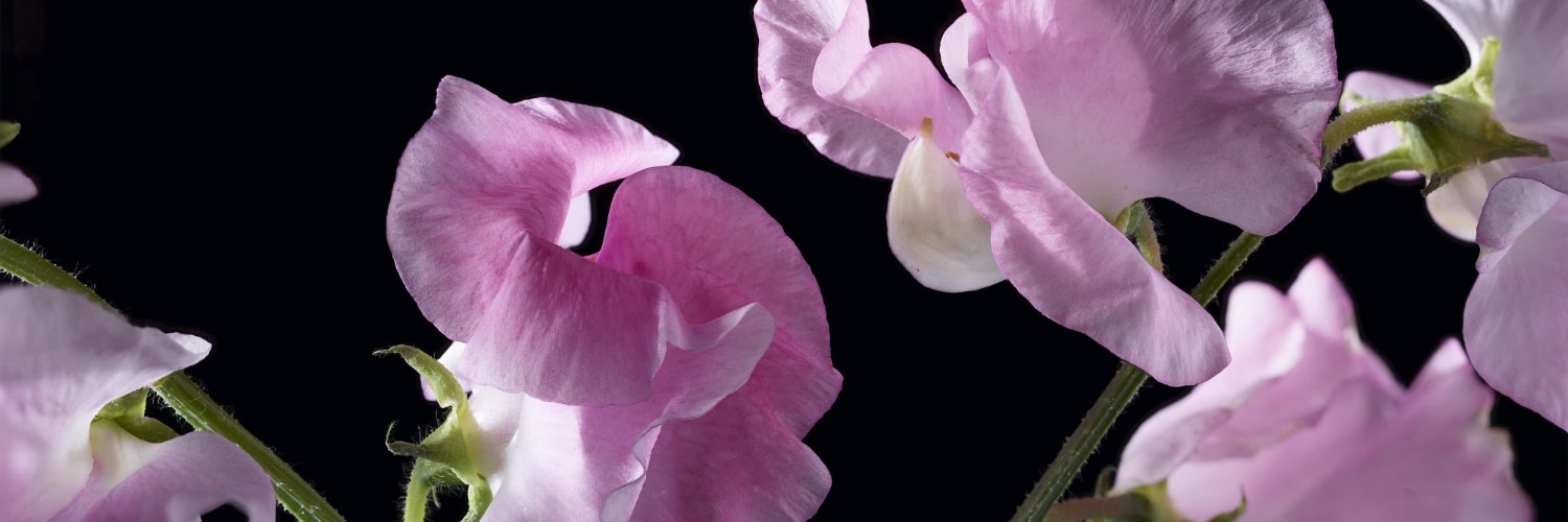 KWF_at's profile banner image