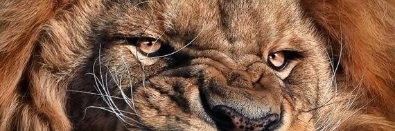 NicoLimodio's profile banner image