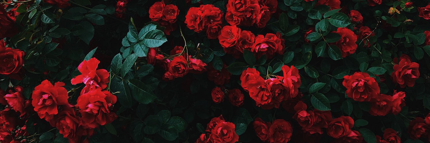 :Jerilyn-Gale: Avallone banner