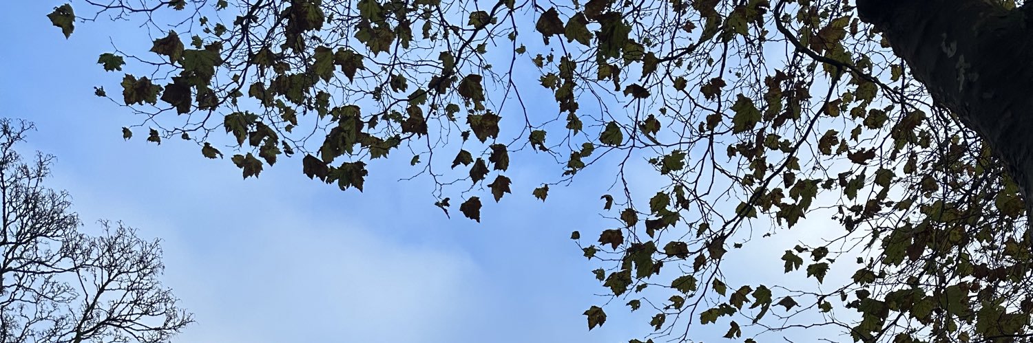 OrkideErdogan's profile banner image