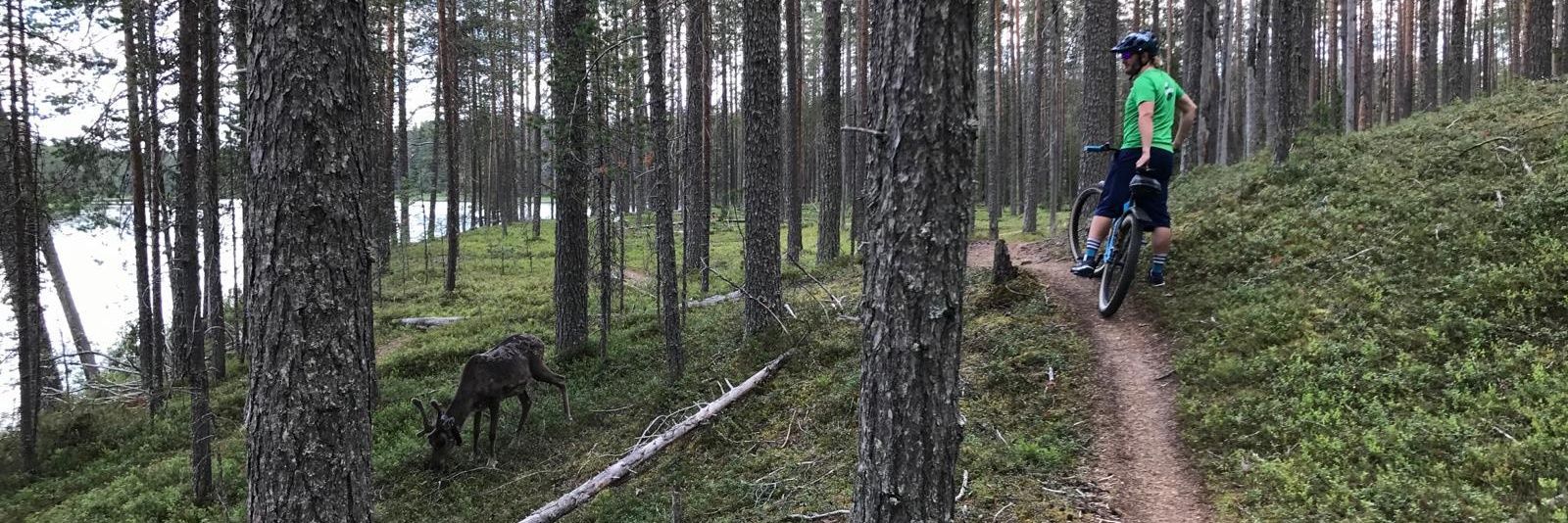 Matti Sironen banner