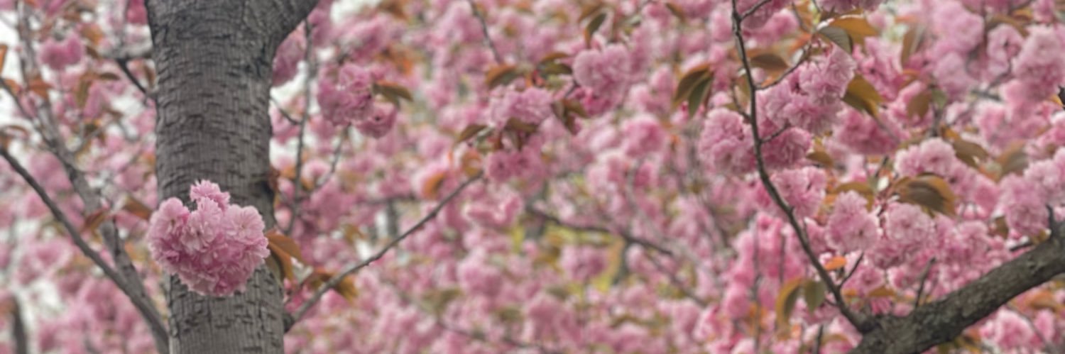 lennyromer5's profile banner image