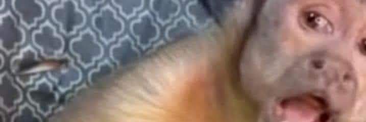 ☀️APOLLO🎼 banner