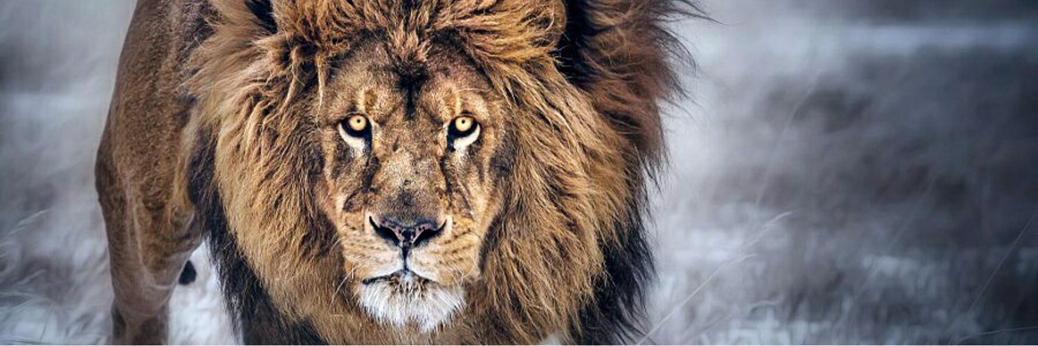 Pogbaed's profile banner image