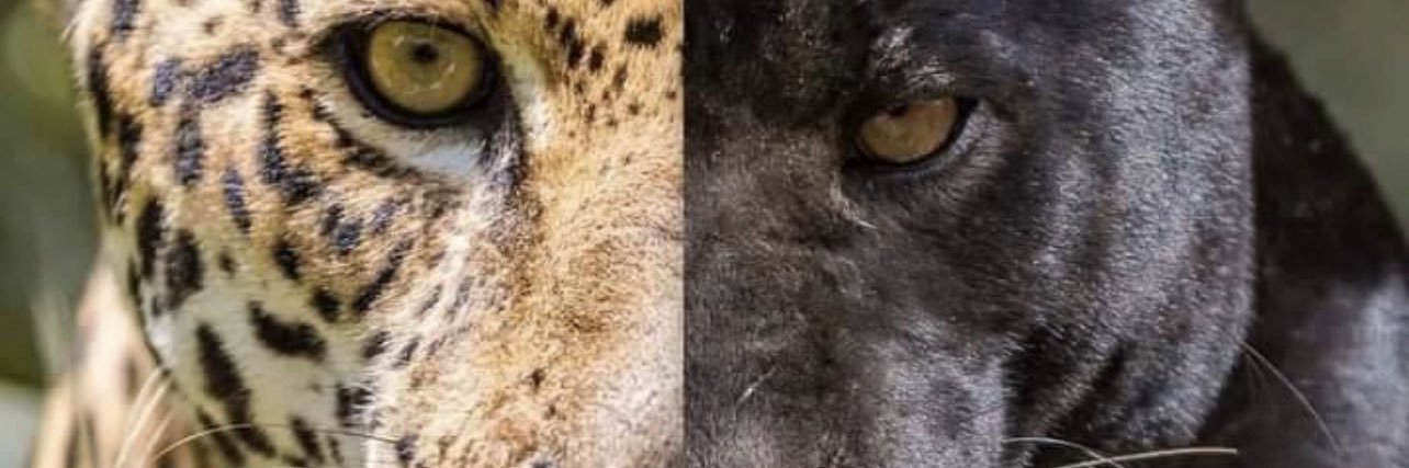 vic_manrique's profile banner image