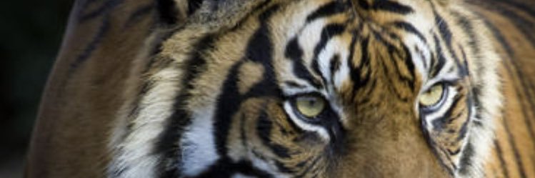 jcvybez's profile banner image