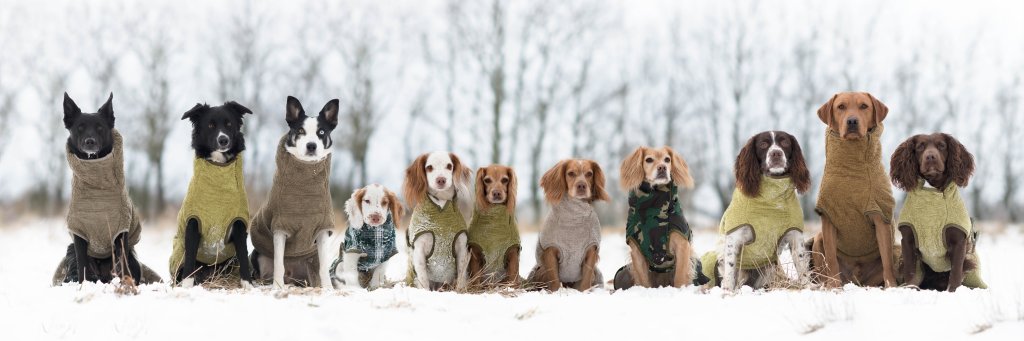 Siccaropets's profile banner image