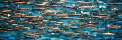 Anchovies banner