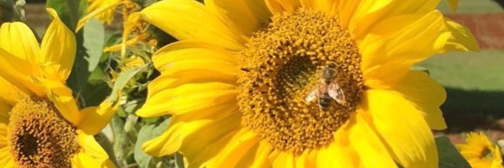 carolinechambe1's profile banner image
