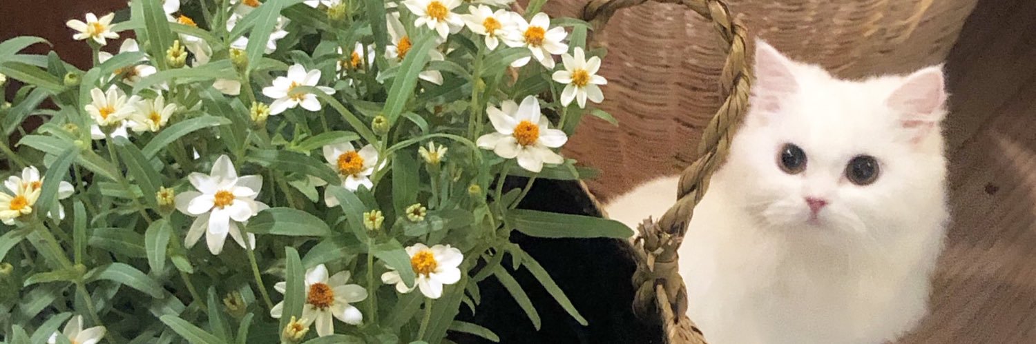 m i n t ☁️ banner