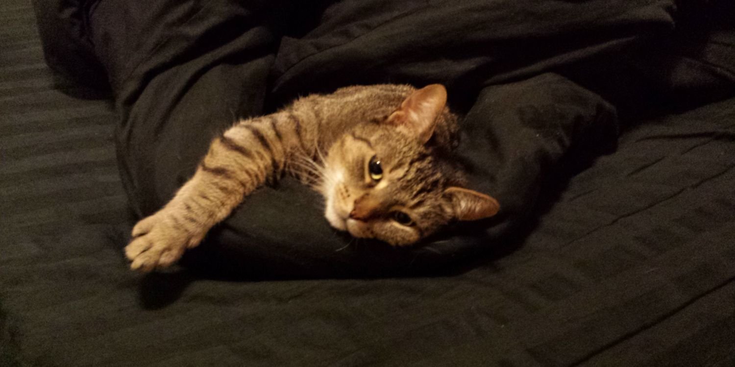 Astrocat Supreme banner