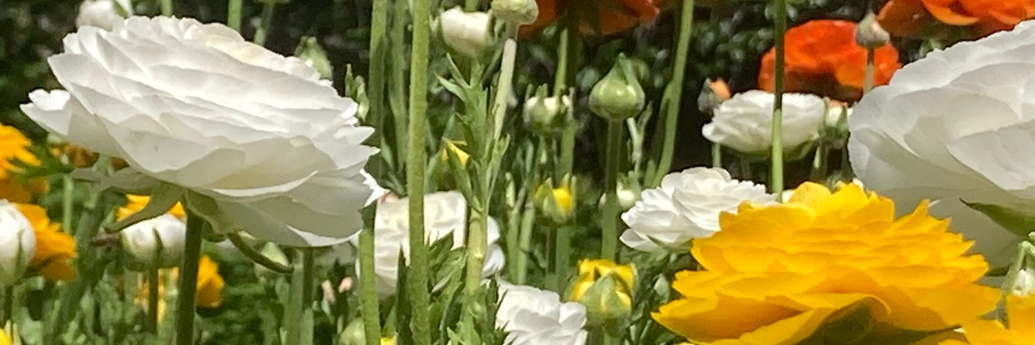 BLSfulBees banner