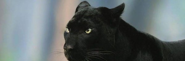 JakPythorn Profile Banner