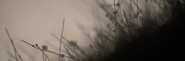 AkshayMalwade Profile Banner