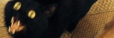 A N Stetzl 📖 banner