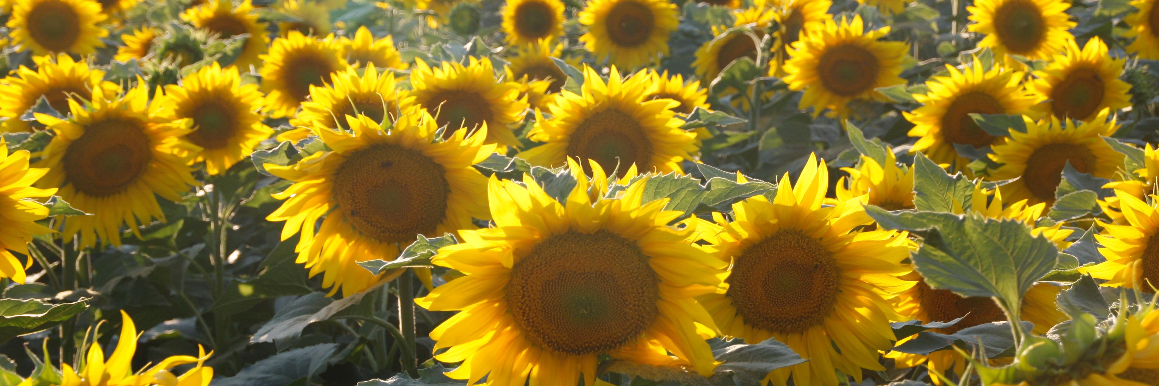 EiderDeusto's profile banner image