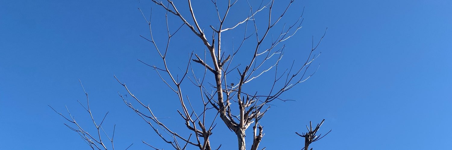 bnoretno's profile banner image