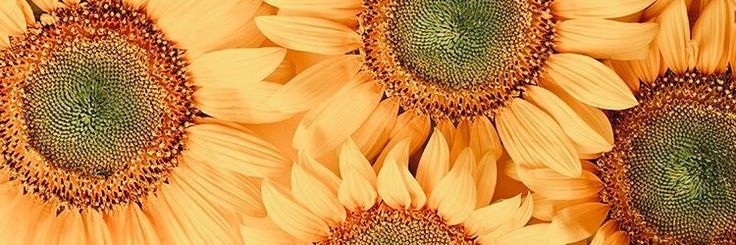 Melsa211's profile banner image