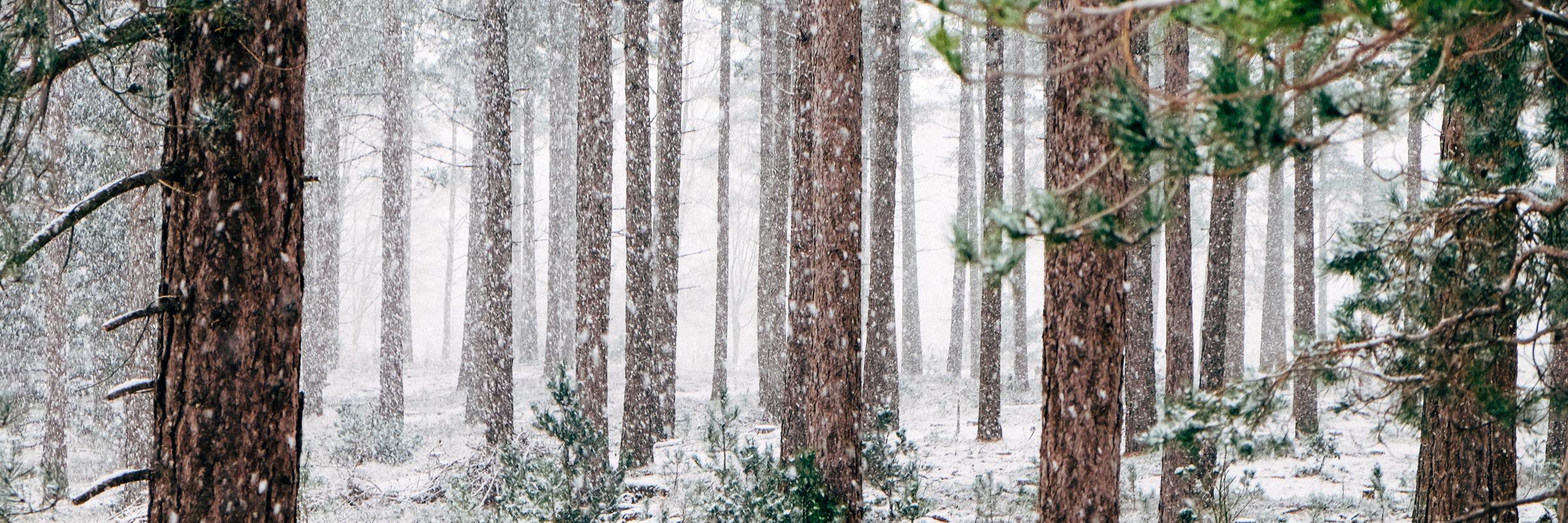 Winter Lights banner