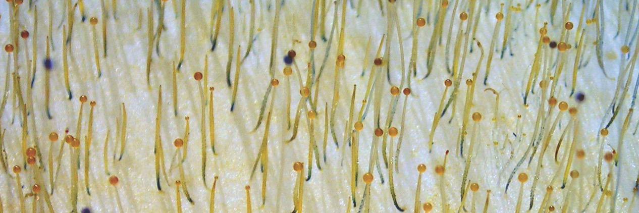 Phycomyces banner