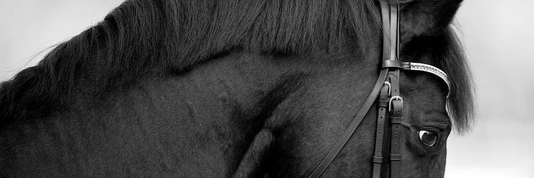 MFS_Studfarm's profile banner image