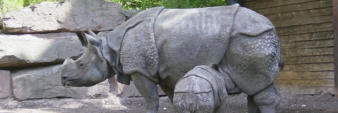 Netajikakhas's profile banner image