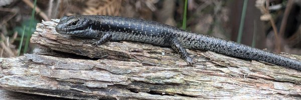 KiLeRaD Profile Banner