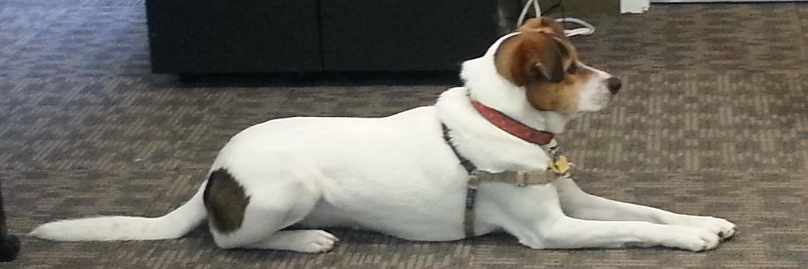 TherapyDogTally's profile banner image