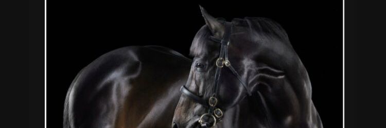 colemanAnne's profile banner image
