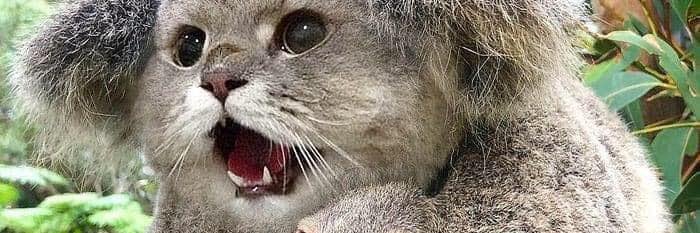 InoRyth - Maxance banner