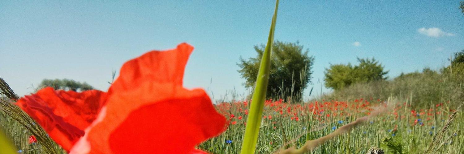 SimSimOne's profile banner image
