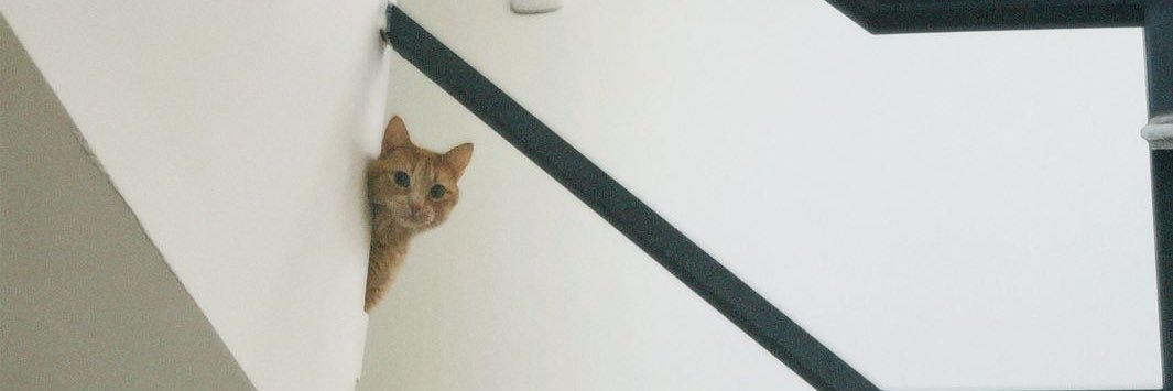 Sofiadimarcog's profile banner image