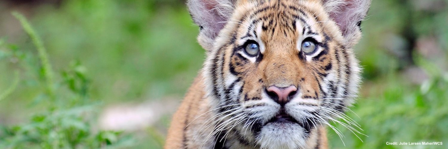 WCS EU office banner