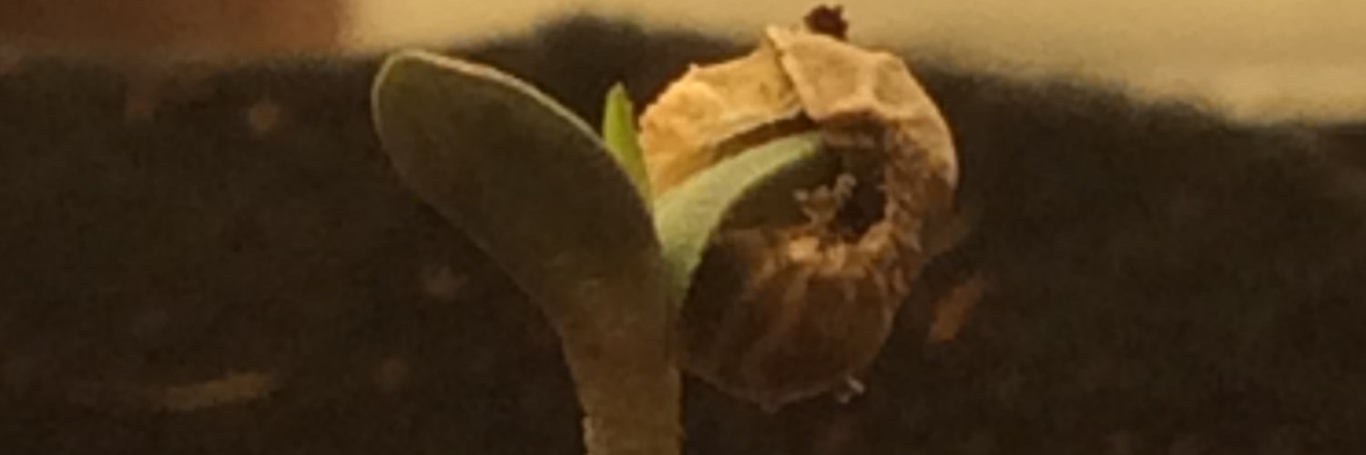 unceded's profile banner image