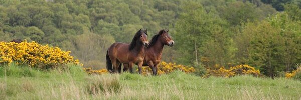 ExmoorPonies Profile Banner