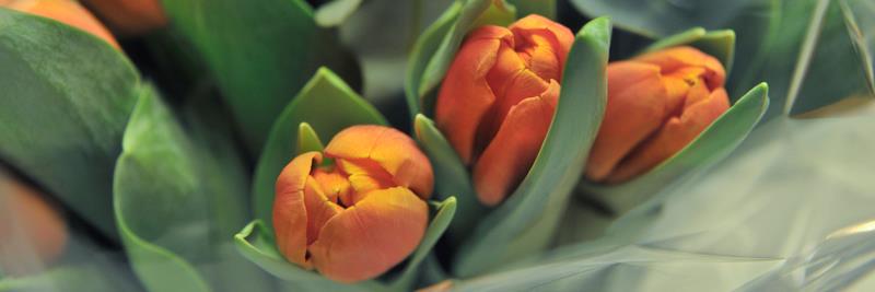 GLOBALscandinavia banner