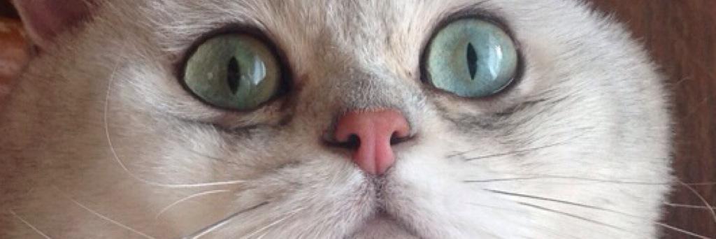 catZephyr's profile banner image