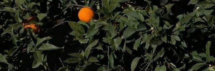 feystewg's profile banner image