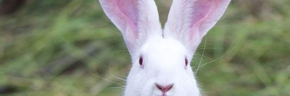 errolread's profile banner image