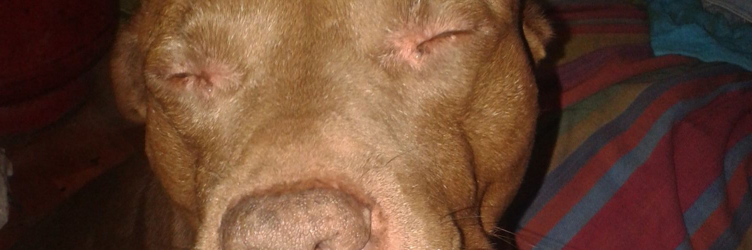 VirginiaFlores4's profile banner image
